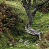 594-Dartmoor.jpg