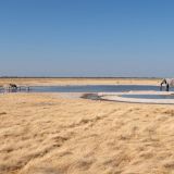 601--Etoscha-Pirschfahrt,-Namibia-Juni-Juli-2025.jpg