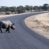 626-Etoscha-2.-Pirschfahrt,-Namibia-Juni-Juli-2025.jpg