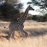 691-Pirschfahrt-bei-Okapuka-Safari-Lodge-Namibia-Juni-Juli-2025.jpg