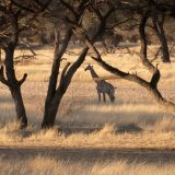 693-Pirschfahrt-bei-Okapuka-Safari-Lodge-Namibia-Juni-Juli-2025.jpg