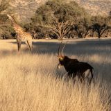 694-Pirschfahrt-bei-Okapuka-Safari-Lodge-Namibia-Juni-Juli-2025.jpg