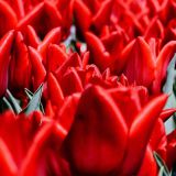Tulpen-rot-3.jpg