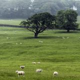 044-Yorkshire-Dales-England-2016.jpg