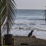 129-Fahrt-nach-Tortuguero.jpg