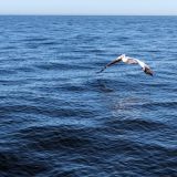 380-Catamerantour-Walfish-Bay,-Namibia-Juni-Juli-2025.jpg
