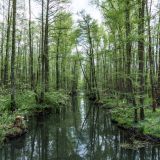 40-Spreewald,-Deutschlandreise-Mai-2022.jpg