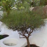 420-Lagomar,-Nazaret--Lanzarote-Nov.-2016.jpg