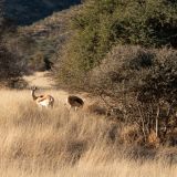 689-Pirschfahrt-bei-Okapuka-Safari-Lodge-Namibia-Juni-Juli-2025.jpg