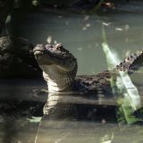 72-Parque-de-Cahuita.jpg