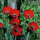 82-Heides-Garten-Frankfurt-April-2016.jpg