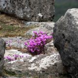 943-Ancient-Messini,-Stadtmauer,-Griechenlandreise-1.Sept-15.Okt-2019.jpg