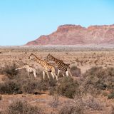 99-Fahrt-zum-Fish-River-Canyon-,Namibia-Juni-Juli-2025.jpg