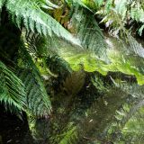 149-The-lost-gardens-of-Heligan,-England-September-2024.jpg