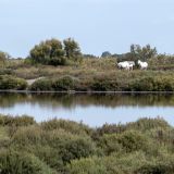 236-28-Parc-Ornithologique,-Camargue,-Südfrankreich-Sept-2018-.jpg