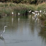 250--Parc-Ornithologique-Camargue-Südfrankreichreise-Sept.-2025.jpg