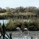 262--Parc-Ornithologique-Camargue-Südfrankreichreise-Sept.-2025.jpg