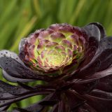 272-Inverewe-Gardens,-Poolewe,-England-2016.jpg