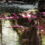 286-Bodnant-Gardens-bei-Conwy-England-2019.jpg
