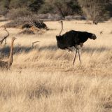 685-Pirschfahrt-bei-Okapuka-Safari-Lodge-Namibia-Juni-Juli-2025.jpg