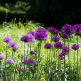 76-Kew-Garden-England-2019.jpg