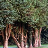 106-California-Cross-Camping,-Modbury,-England-September-2024.jpg