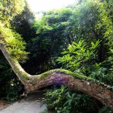 170-The-lost-gardens-of-Heligan,-England-September-2024.jpg