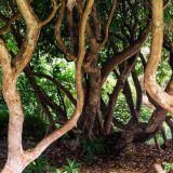 174-Trelissick-Gardens,-England-September-2024.jpg