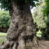 177-Trelissick-Gardens,-England-September-2024.jpg