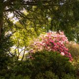 264-Bodnant-Gardens-bei-Conwy-England-2019.jpg