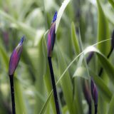 287-Inverewe-Gardens,-Poolewe,-Schottland-2016.jpg