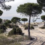 626-Parque-Nacional-de-Donana.jpg