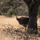 656-Okapuka-Safari-Lodge-Namibia-Juni-Juli-2025.jpg