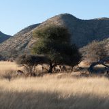 687-Pirschfahrt-bei-Okapuka-Safari-Lodge-Namibia-Juni-Juli-2025.jpg