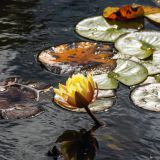 83-Tintinhull-Gardens,-England-September-2024.jpg