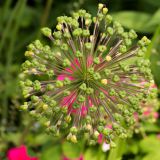 1189-Hidcote-Manor-Gardens-England-2019.jpg