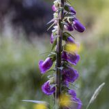 202-Radltour-am-Loch-Duich,-Schottland-2016.jpg