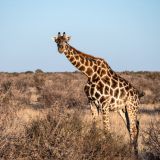 42-Lapa-Lange-Lodge-,Namibia-Juni-Juli-2025.jpg