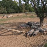 517-2-glückliche-Schweine-auf-dem-Mainradweg-bei-Escherndorf-Deutschlandreise-September-2020-Kopie.jpg