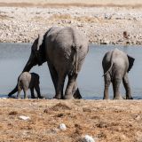 579-Etoscha-Pirschfahrt,-Namibia-Juni-Juli-2025.jpg