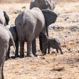 591--Etoscha-Pirschfahrt,-Namibia-Juni-Juli-2025.jpg