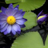 612-London,Kew-GardensEngland-2016.jpg