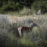 614-Parque-Nacional-de-Donana.jpg