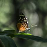 702-Capo-Blanco.jpg