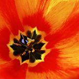 79-Heides-Garten-Frankfurt-April-2016.jpg