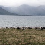 1089-Sortland-nach-Harstad,-Norwegen,-Skandinavienreise-2018-.jpg