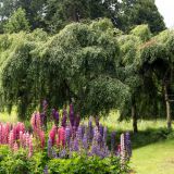 352-Scone-Castle-Gardens,-England-2016.jpg