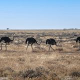 525-Etoscha-Pirschfahrt,-Namibia-Juni-Juli-2025-Kopie.jpg
