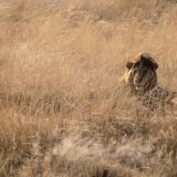 542-Etoscha-Pirschfahrt,-Namibia-Juni-Juli-2025-Kopie.jpg
