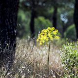 584-Walk-Acebuche-bei-El-Rocio,-Spanien,-Portugal-2017.jpg